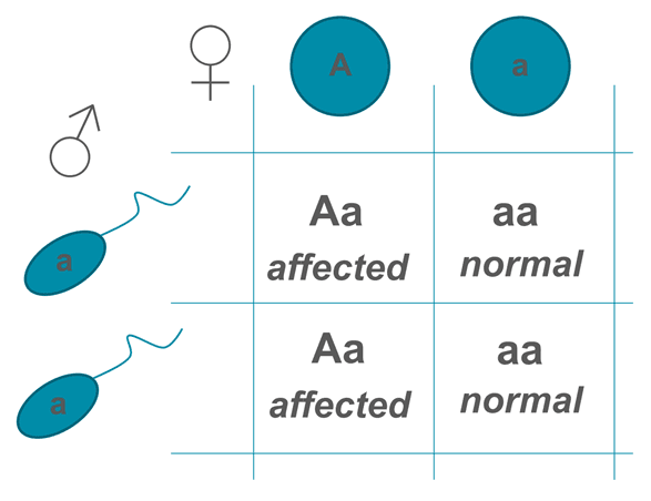 Autosomal Dominant Punnet Square SimpleMed