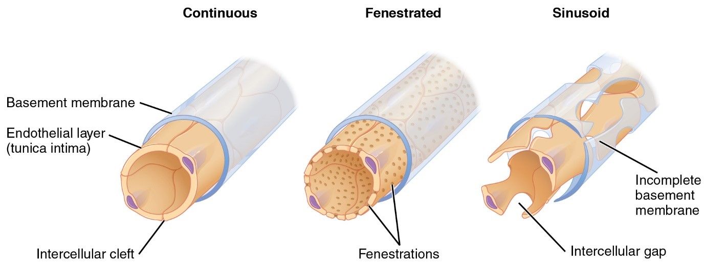 Types of capillary - continuous, fenestrated, sinusoid