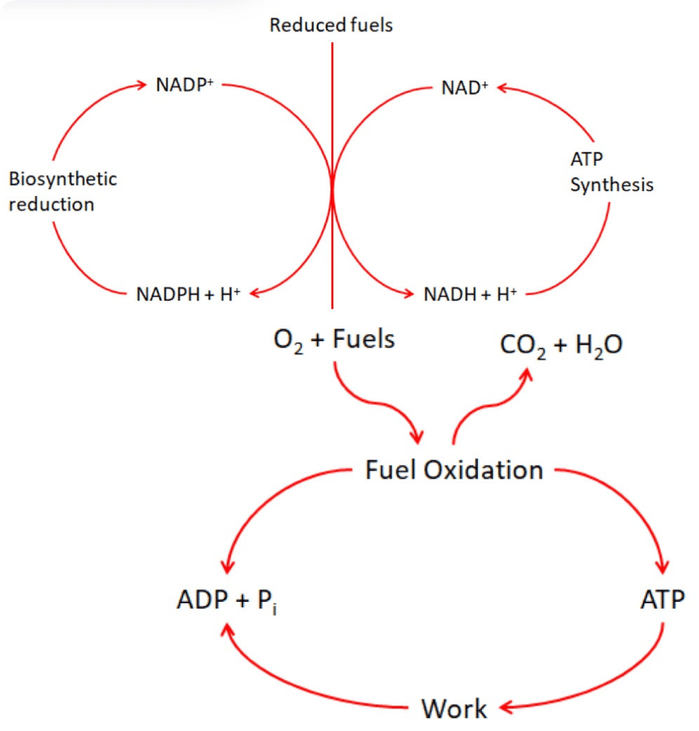 Reducing Power SimpleMed