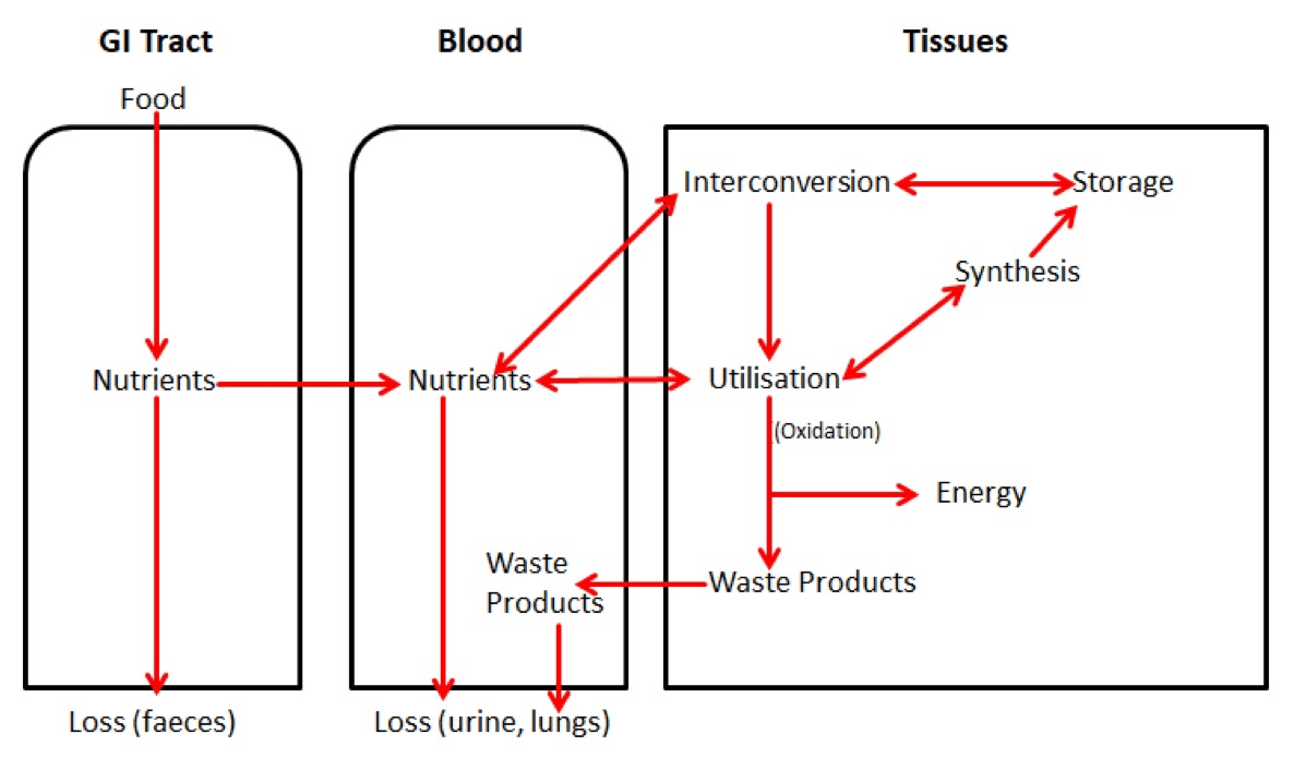 Summary of Metabolism Within the Body SimpleMed