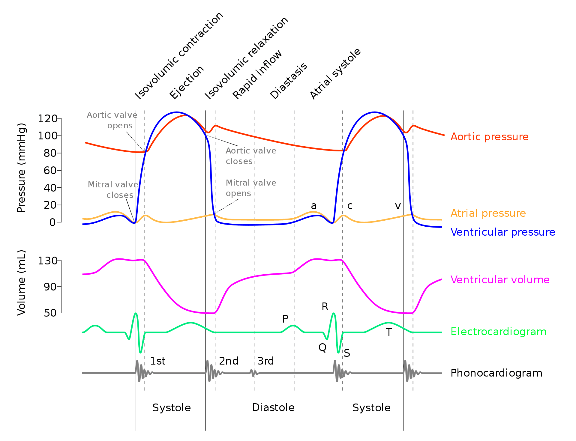 Wiggers Diagram SimpleMed