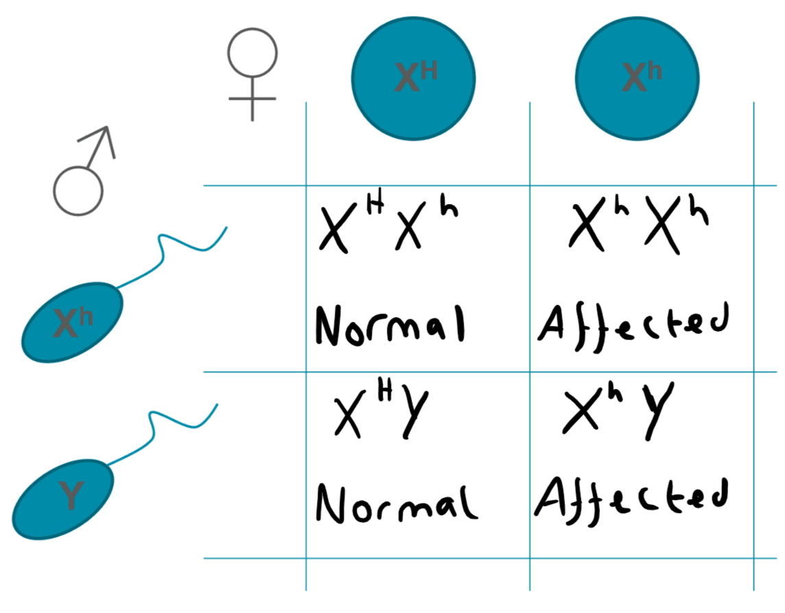 X-Linked Recessive Punnet Square SimpleMed