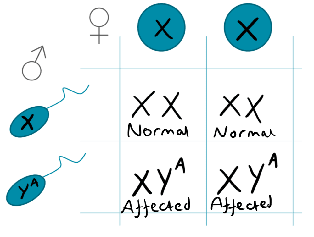 Y-Linked Punnet Square SimpleMed